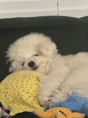 opp 개별포장