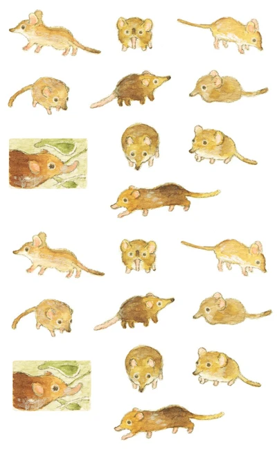 땃쥐 스티커