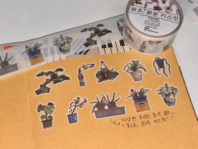 화초, 화분 키스컷 마테