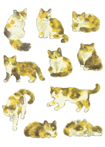 삼색고양이2 스티커