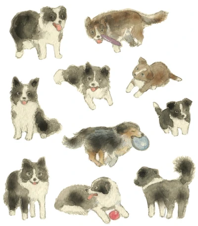 보더콜리 스티커
