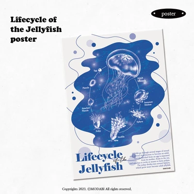 (Poster) Lifecycle of the jellyfish poster
