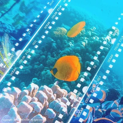 (Sticker) Modabi's ocean film seal sticker - color.ver