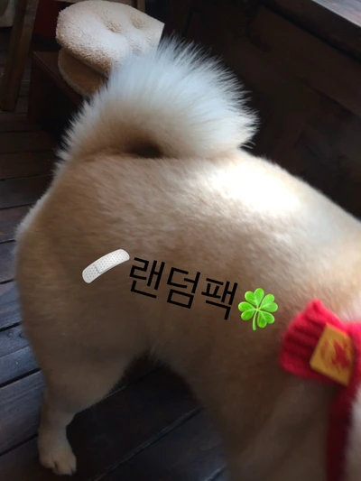20000랜덤팩🍀