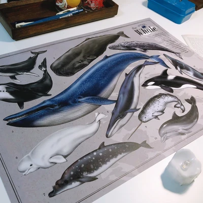 (Poster)the Whale poster