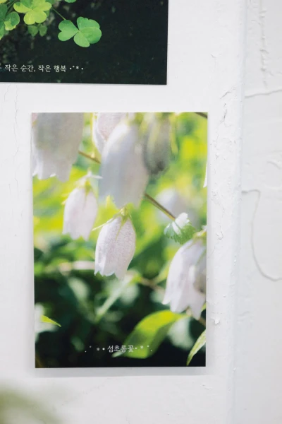 섬초롱꽃 엽서
